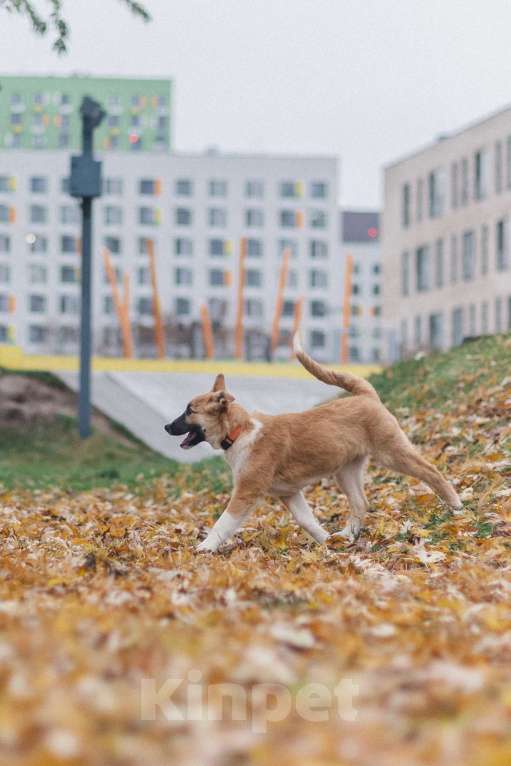 Собаки в Москве: Фрэнки ищет семью! Мальчик, Бесплатно - фото 2
