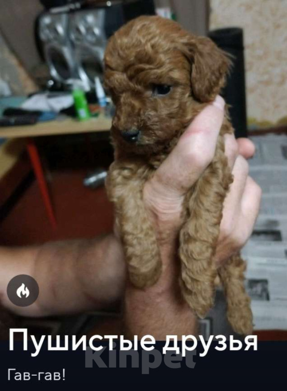 Собаки в других городах Саратовской области: Мальчик  Мальчик, 35 000 руб. - фото 1