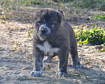 Собаки в Новосибирске: Щенки алабая (среднеазиатской овчарки) Мальчик, 50 000 руб. - фото 2
