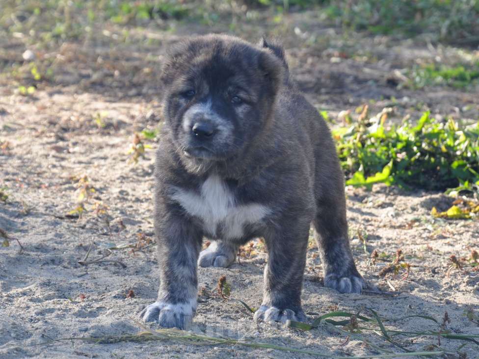 Собаки в Новосибирске: Щенки алабая (среднеазиатской овчарки) Мальчик, 50 000 руб. - фото 2