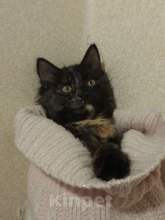 Кошки в Тамбове: Замечательная Марго Девочка, Бесплатно - фото 3