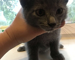 Кошки в Саратове: Серый 2 Мальчик, 1 руб. - фото 1