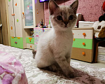 Кошки в Москве: Шотландские котята   Девочка, 12 000 руб. - фото 1