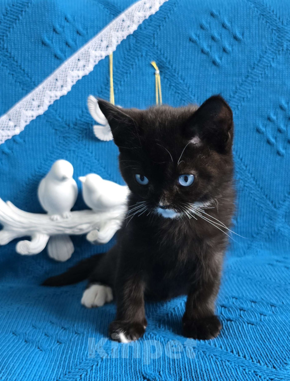 Кошки в Хабаровске: Британский мальчик дгг  Мальчик, 50 000 руб. - фото 6