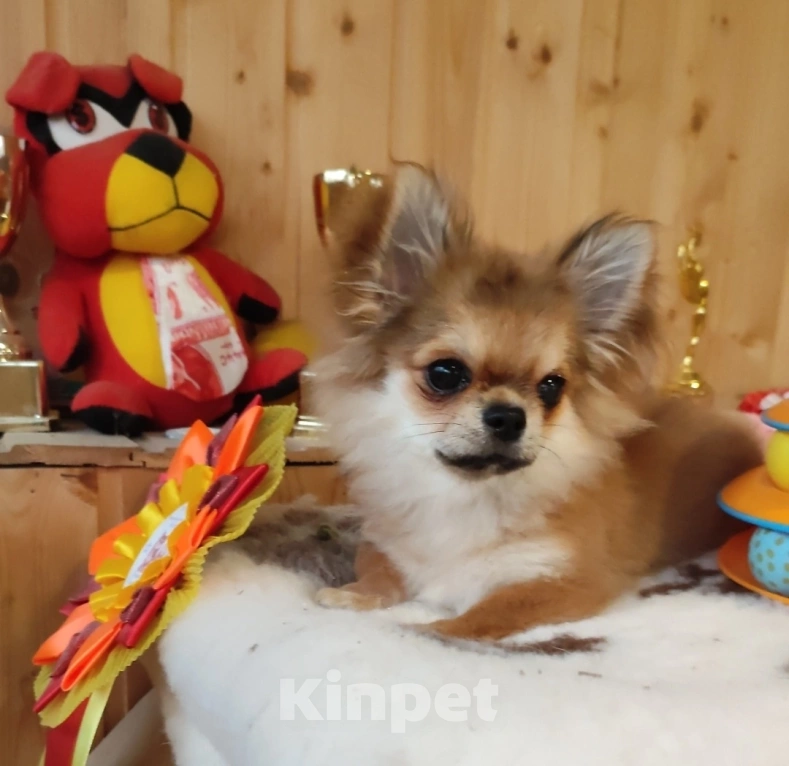 Собаки в Самаре: Красивый Мальчик чихуахуа Мальчик, Бесплатно - фото 6