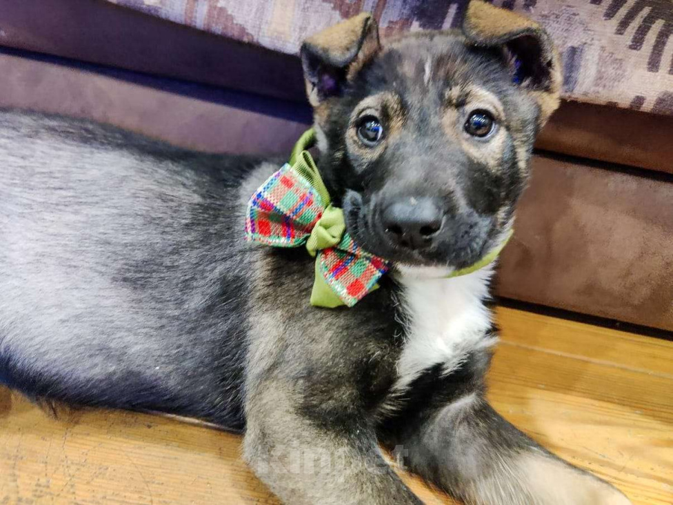 Собаки в Москве: Очаровательная малышка в поиске дома. Девочка, Бесплатно - фото 5