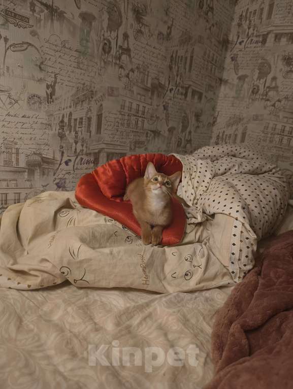 Кошки в Ростове-на-Дону: Абиссинский котёнок мальчик, окрас соррель Мальчик, 17 000 руб. - фото 4