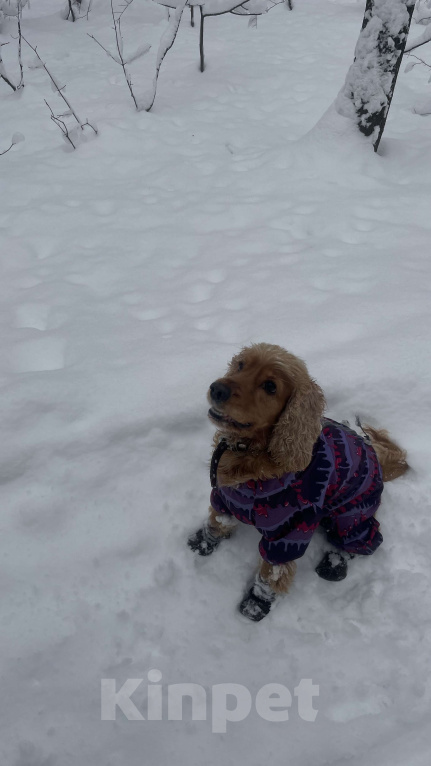 Собаки в Уфе: Спаниель Мишель Девочка, Бесплатно - фото 2