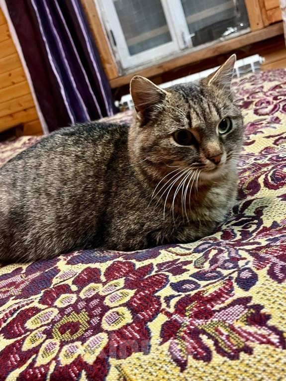 Кошки в Москве: Благородная и ласковая кошка Сима в добрые руки Девочка, 1 руб. - фото 5