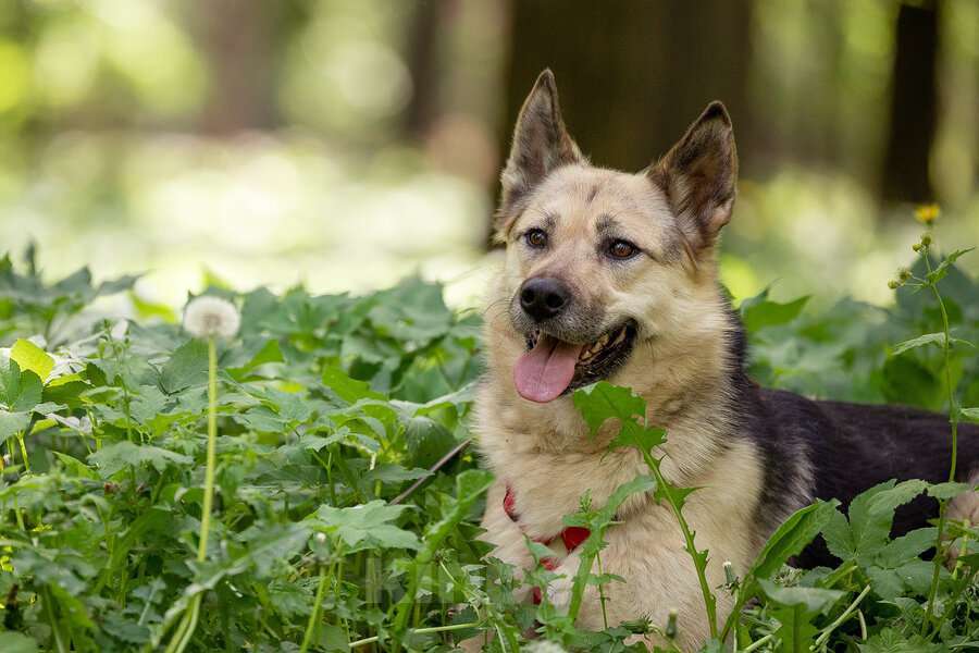 Собаки в Москве: Пеппи ищет дом. И ждёт его всей душой. Девочка, Бесплатно - фото 4