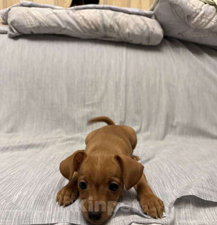 Собаки в Москве: Щенок пражский крысарик Мальчик, Бесплатно - фото 2