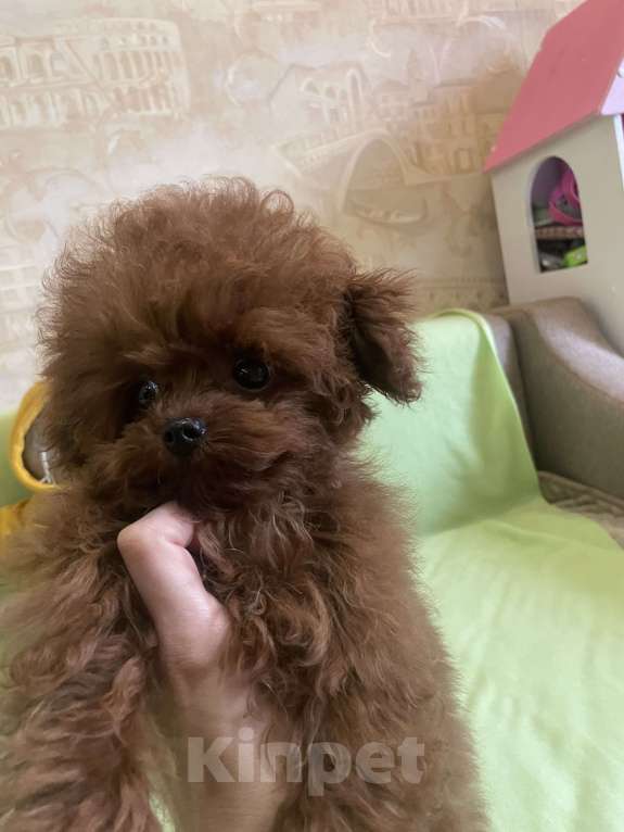 Собаки в Геленджике: Тедди пудель Китай 🇨🇳  Девочка, 380 000 руб. - фото 2