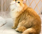 Кошки в Москве: Британский котенок с длинной шерстью Мальчик, 120 000 руб. - фото 2