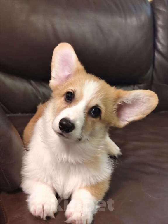 Собаки в Москве: Продаются щенки  вельш  корги пемброк Девочка, 50 000 руб. - фото 2