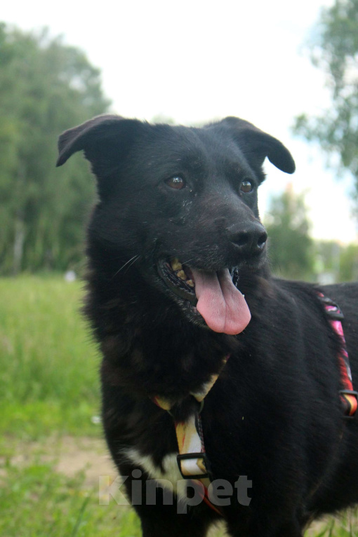 Собаки в Москве: Замечательные брюнетки Девочка, Бесплатно - фото 1
