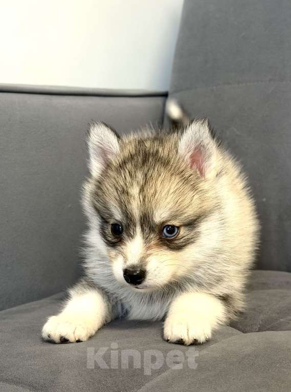 Собаки в Санкт-Петербурге: Мальчик помски Мальчик, 60 000 руб. - фото 2