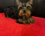 Собаки в Москве: Йоркширский  терьер  Очаровательная  Девочка Девочка, 45 000 руб. - фото 1