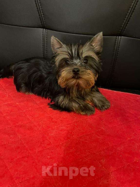 Собаки в Москве: Йоркширский  терьер  Очаровательная  Девочка Девочка, 45 000 руб. - фото 1