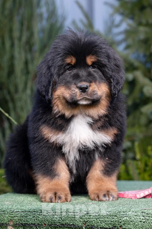 Собаки в Москве: Щенки тибетского мастифа  Мальчик, 80 000 руб. - фото 4