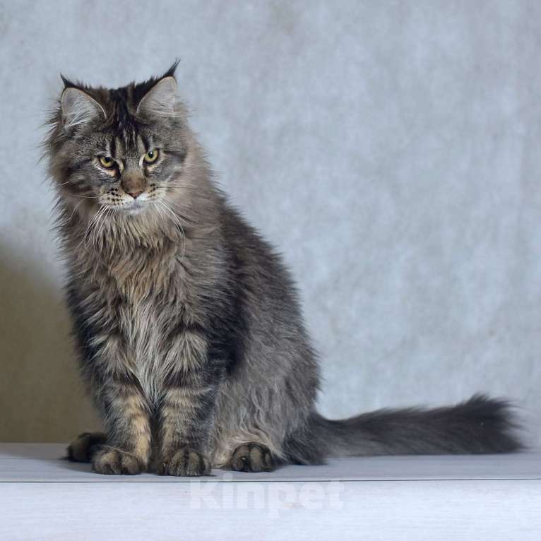 Кошки в Москве: Котенок 3 Мальчик, 1 руб. - фото 2