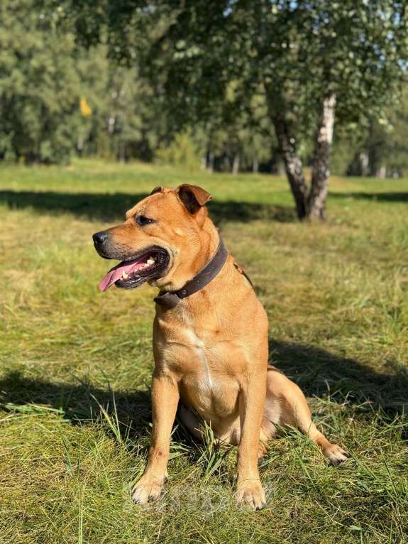 Собаки в Москве: Сэм амстаф Мальчик, Бесплатно - фото 9