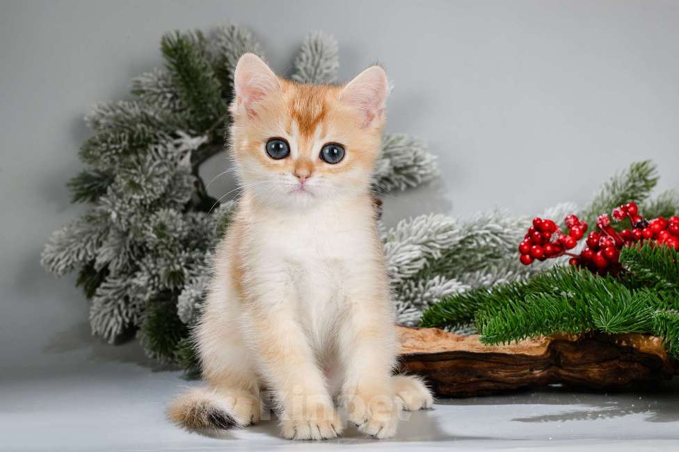 Кошки в Москве: Британские котята. Красивый подарок на 8 Марта Мальчик, Бесплатно - фото 5