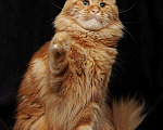 Кошки в Ливны: Кошка Мейн кун, 5 000 руб. - фото 5