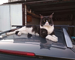 Кошки в Лобне: Кот Мейн-Кун на вязку Мальчик, 2 000 руб. - фото 2