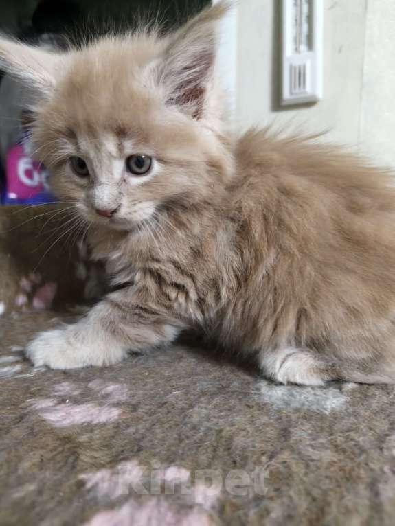 Кошки в Химках: Мейн-кун Мальчик, Бесплатно - фото 1