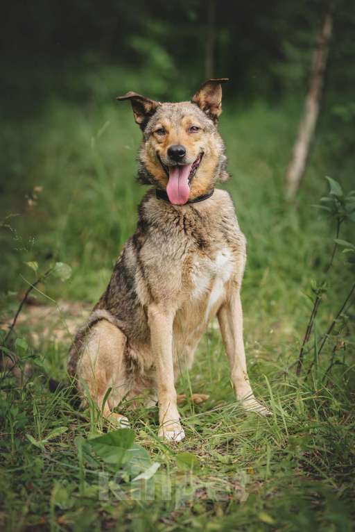 Собаки в Москве: Особенный Немо в поиске особенного человека! Мальчик, Бесплатно - фото 2