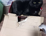 Кошки в Челябинске: Потерялась кошечка на АМЗ, где пост гаи бывший, в лесу. Девочка, 1 руб. - фото 3