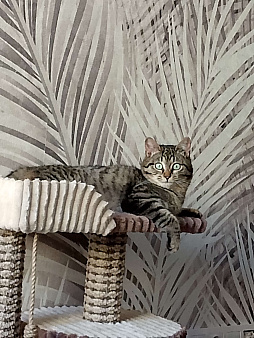 Полосатик в добрые руки