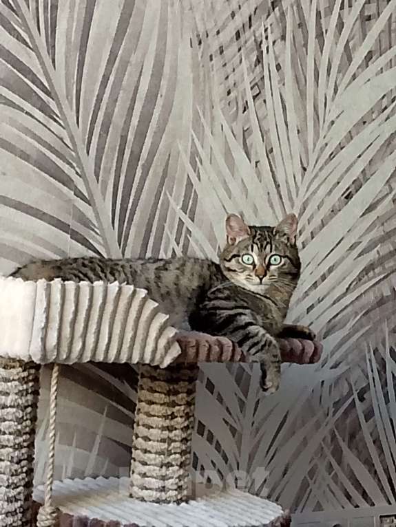 Кошки в Москве: Полосатик в добрые руки Девочка, Бесплатно - фото 1