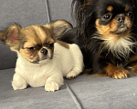 Собаки в Краснодаре: Щенок чихуахуа  Мальчик, 50 000 руб. - фото 2