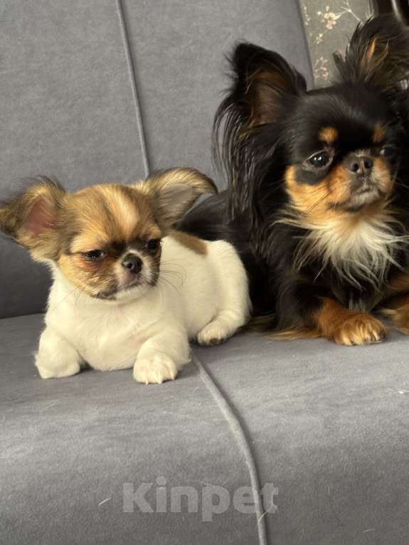 Собаки в Краснодаре: Щенок чихуахуа  Мальчик, 50 000 руб. - фото 2