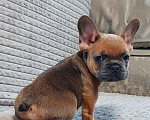 Собаки в Санкт-Петербурге: Щенки Французского бульдога Разнополые, 50 000 руб. - фото 5