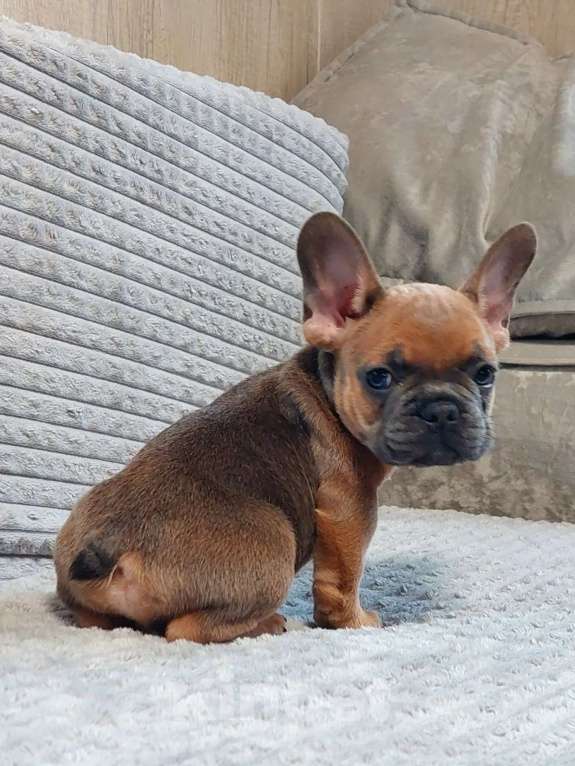 Собаки в Санкт-Петербурге: Щенки Французского бульдога Разнополые, 50 000 руб. - фото 5