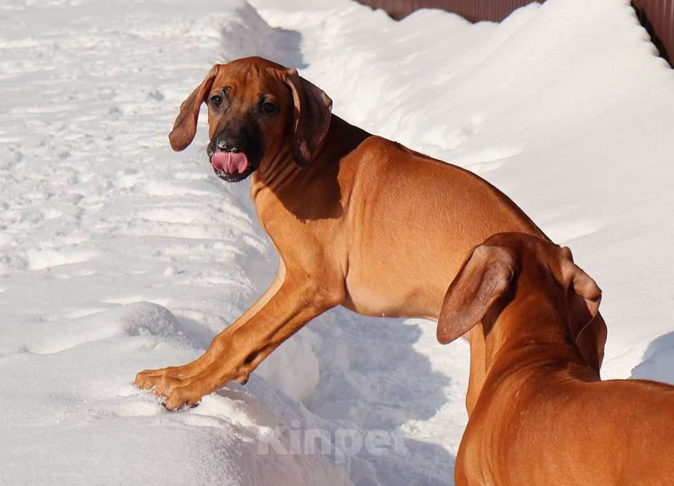 Собаки в Москве: Мальчик Родезийского Риджбека Мальчик, Бесплатно - фото 2