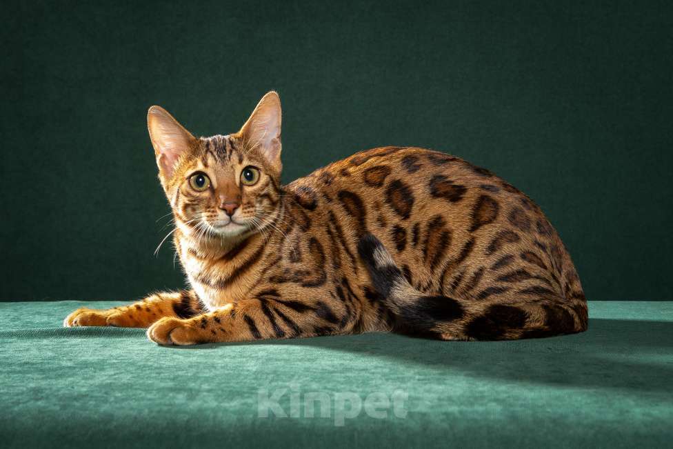 Кошки в Екатеринбурге: Wild Siblings' Erato - бенгальская кошечка Show - класса Девочка, Бесплатно - фото 2