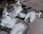 Кошки в Ульяновске: Котята в добрые руки. Разнополые, Бесплатно - фото 2