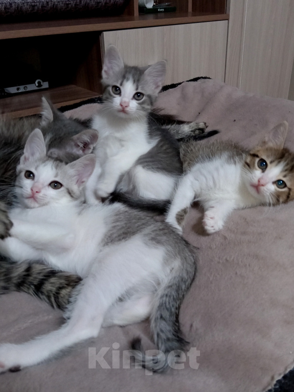 Кошки в Ульяновске: Котята в добрые руки. Разнополые, Бесплатно - фото 2
