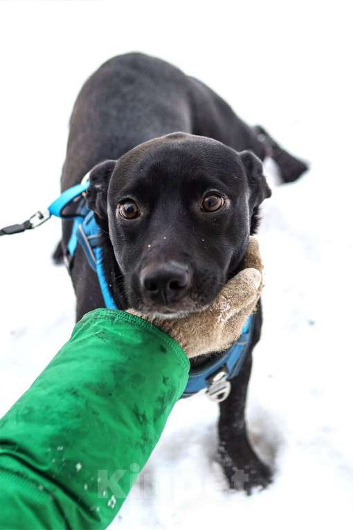 Собаки в Санкт-Петербурге: Коротколапый пес Бемби в добрые руки Мальчик, Бесплатно - фото 3
