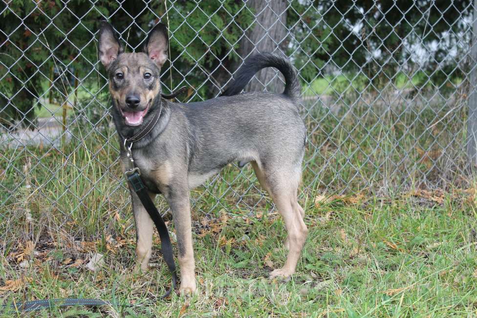Собаки в Москве: Собака Мальчик, Бесплатно - фото 3