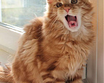 Кошки в Балашихе: Котята мейнкунята Мальчик, 40 000 руб. - фото 4