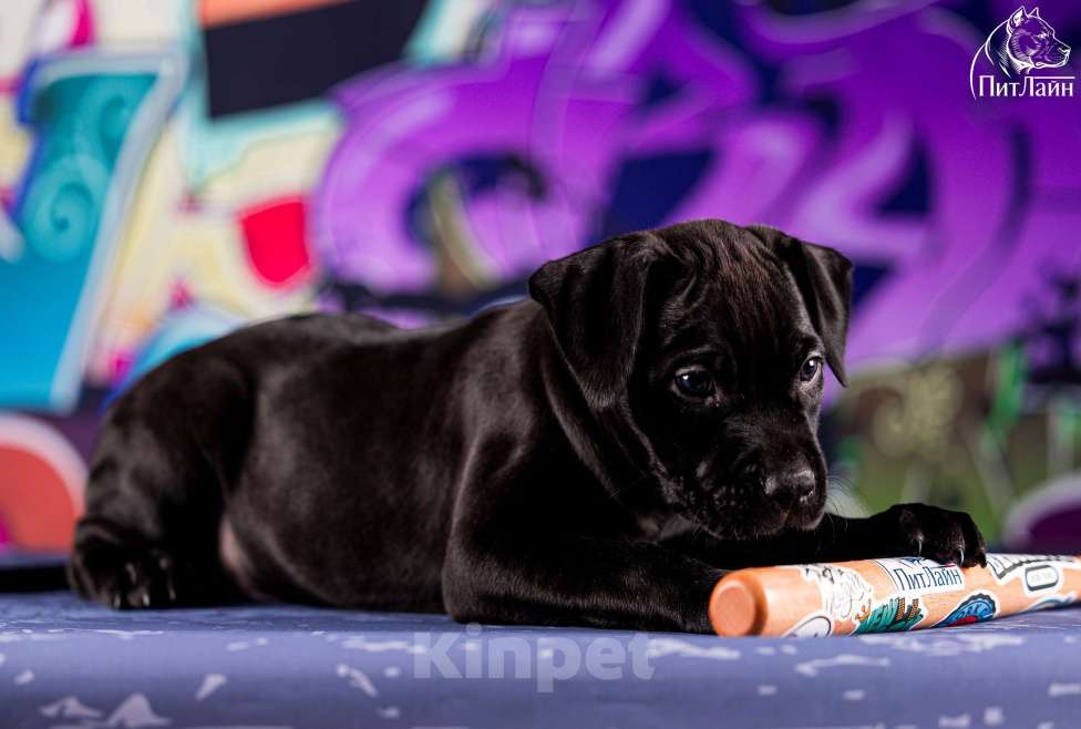 Собаки в Ульяновске: Американский питбультерьер, щенок Мальчик, Бесплатно - фото 3