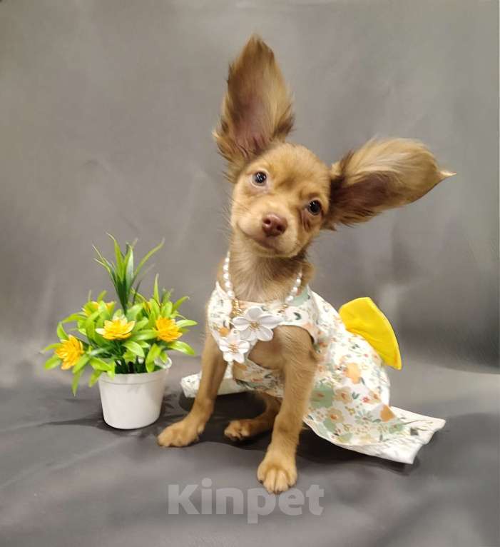 Собаки в Тюмени: Девочка тоечка Девочка, 55 000 руб. - фото 2