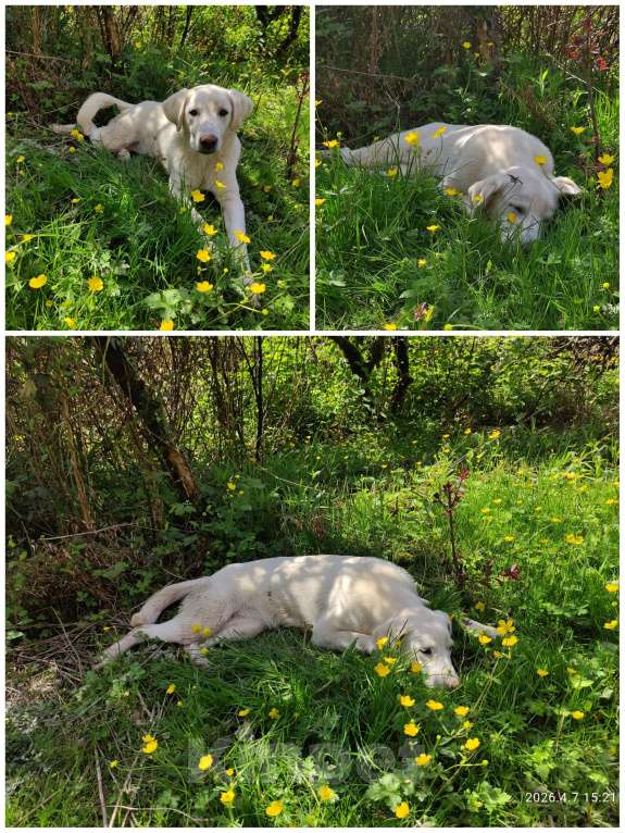 Собаки в Сочи: Лабрадор Девочка, 1 000 руб. - фото 2