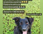 Собаки в других городах Ростовской области: Пропала собака кличка (БЭХА) Девочка, 5 000 руб. - фото 3