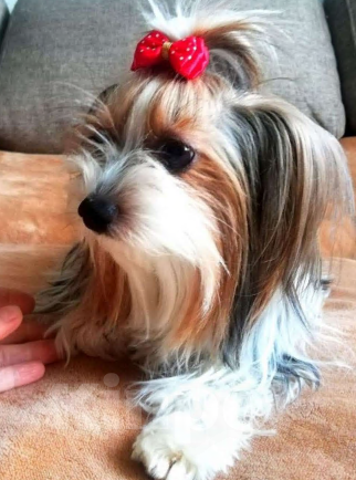 Собаки в Наро-Фоминске: Щенки Бивер-Йорка Мальчик, 45 000 руб. - фото 7