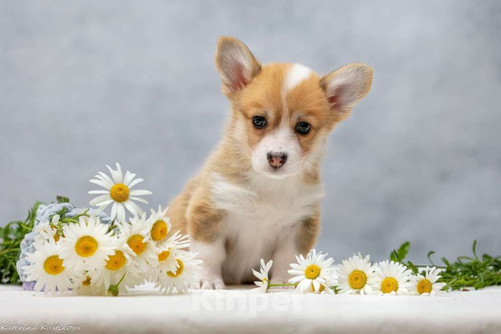 Собаки в Москве: Девочки корги с хвостиком Девочка, 80 000 руб. - фото 3